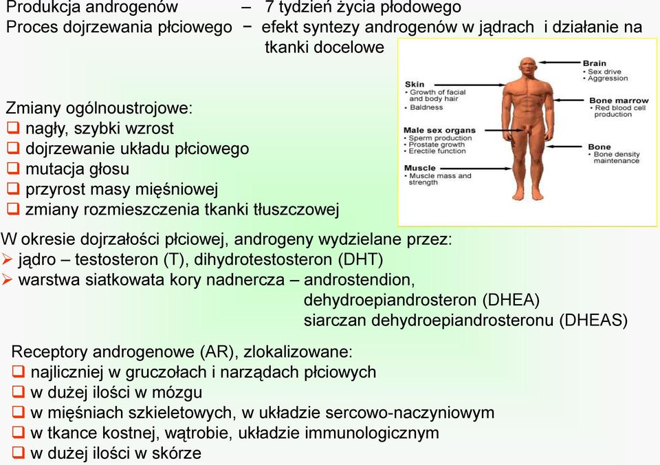 dihydrotestosteron (DHT) warstwa siatkowata kory nadnercza androstendion, dehydroepiandrosteron (DHEA) siarczan dehydroepiandrosteronu (DHEAS) Receptory androgenowe (AR), zlokalizowane: