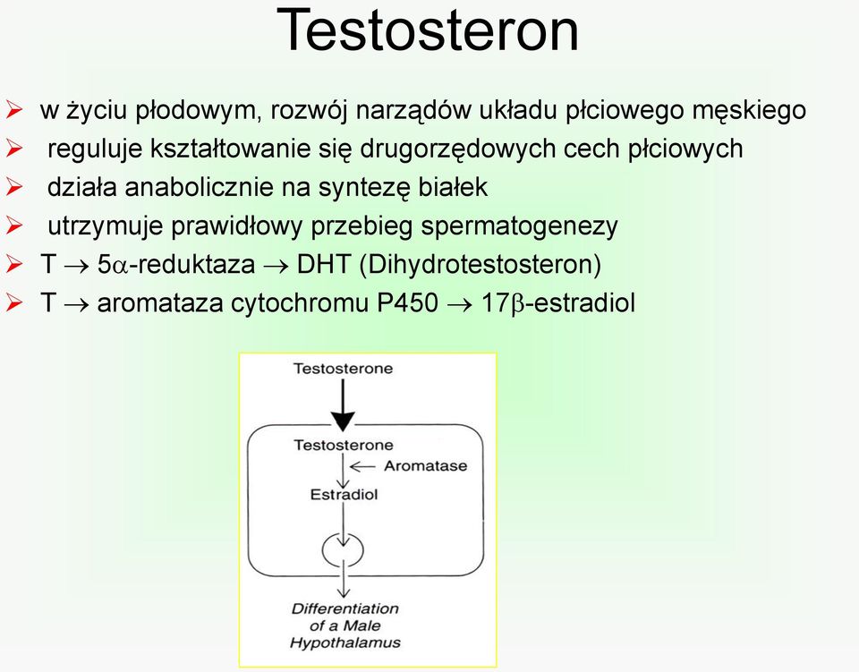 anabolicznie na syntezę białek utrzymuje prawidłowy przebieg