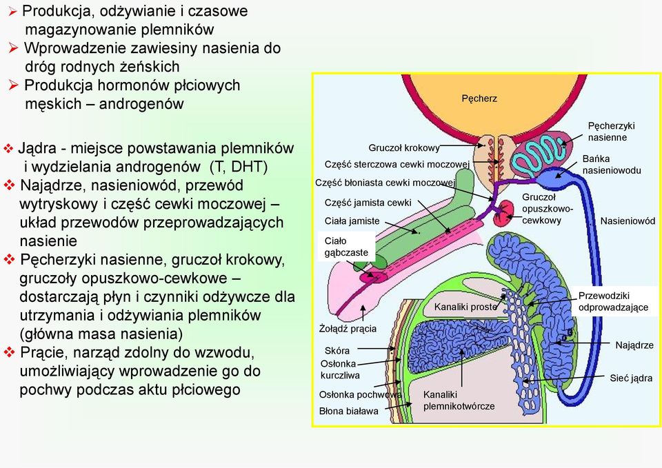 opuszkowo-cewkowe dostarczają płyn i czynniki odżywcze dla utrzymania i odżywiania plemników (główna masa nasienia) Prącie, narząd zdolny do wzwodu, umożliwiający wprowadzenie go do pochwy podczas