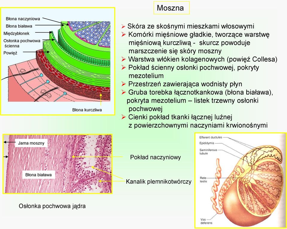 pochwowej, pokryty mezotelium Przestrzeń zawierająca wodnisty płyn Gruba torebka łącznotkankowa (błona biaława), pokryta mezotelium listek trzewny osłonki