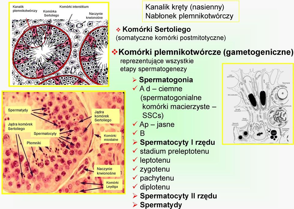 komórek Sertoliego Spermatocyty Plemniki Jądra komórek Sertoliego Komórki mioidalne Naczynie krwionośne Komórki Leydiga Spermatogonia A d ciemne