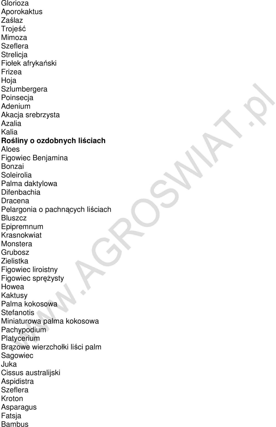 Bluszcz Epipremnum Krasnokwiat Monstera Grubosz Zielistka Figowiec liroistny Figowiec spręŝysty Howea Kaktusy Palma kokosowa Stefanotis Miniaturowa