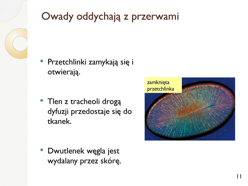 zamknięta przetchlinka Tlen z tracheoli drogą
