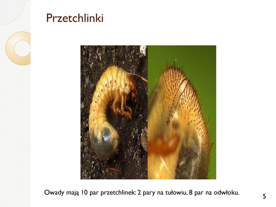 przetchlinek: 2 pary