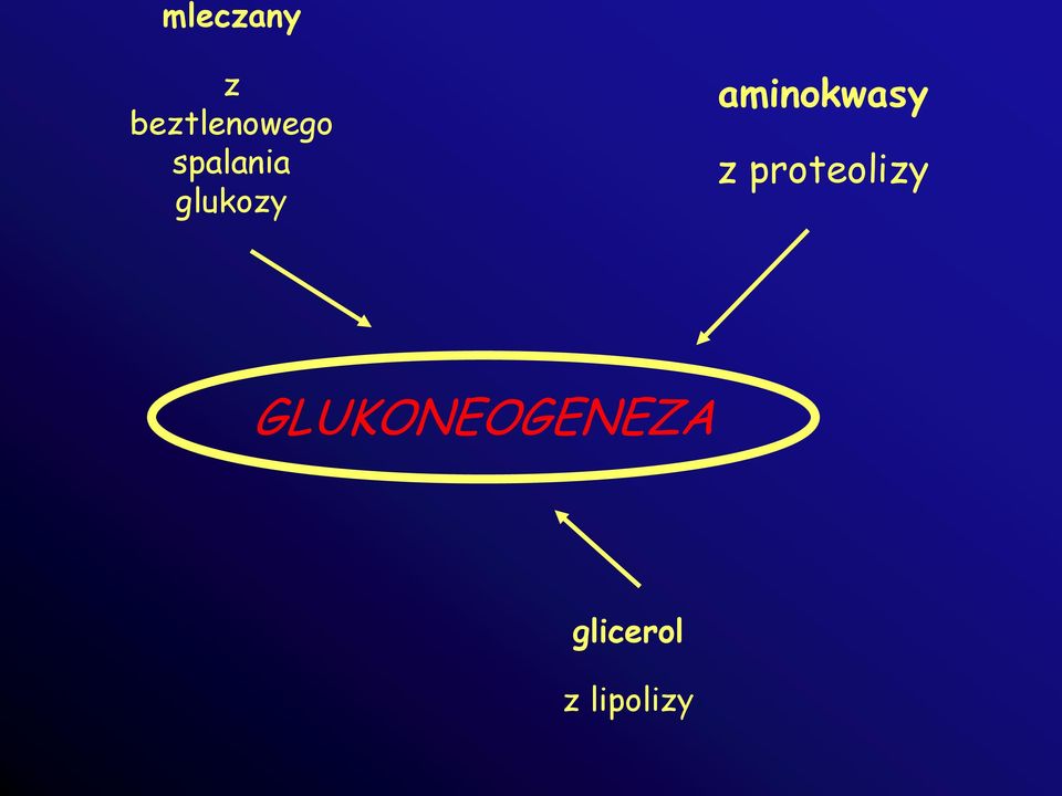 aminokwasy z proteolizy