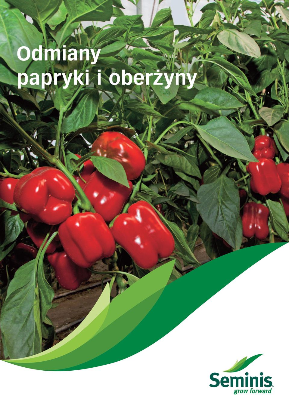 oberżyny