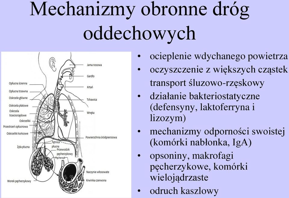 bakteriostatyczne (defensyny, laktoferryna i lizozym) mechanizmy odporności