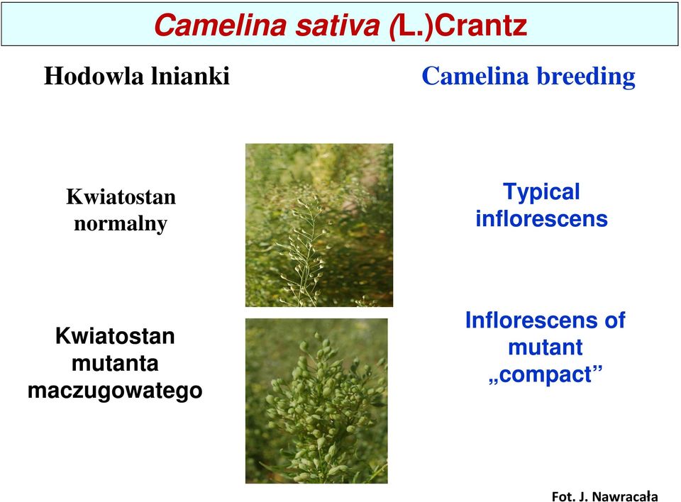 Kwiatostan normalny Typical inflorescens