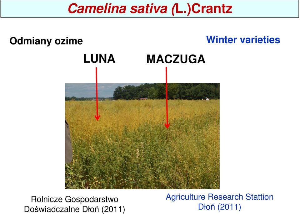 Winter varieties Rolnicze Gospodarstwo