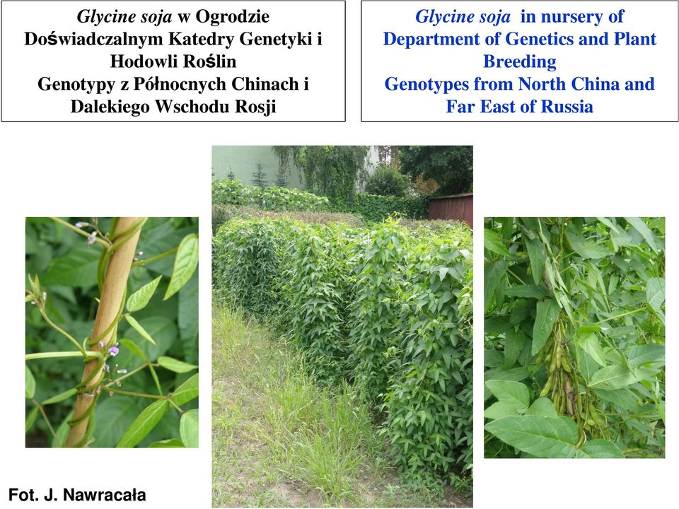 J. Nawracała Glycine soja in nursery of Department of Genetics and