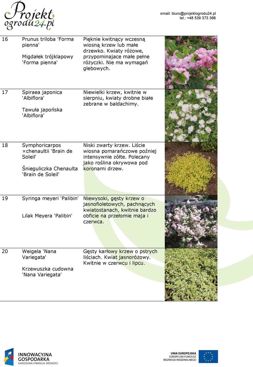 18 Symphoricarpos chenaultii 'Brain de Soleil' Śnieguliczka Chenaulta 'Brain de Soleil' Niski zwarty krzew. Liście wiosna pomarańczowe poźniej intensywnie zółte.