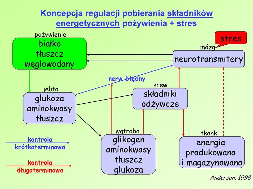 kontrola krótkoterminowa kontrola długoterminowa nerw błędny wątroba glikogen aminokwasy