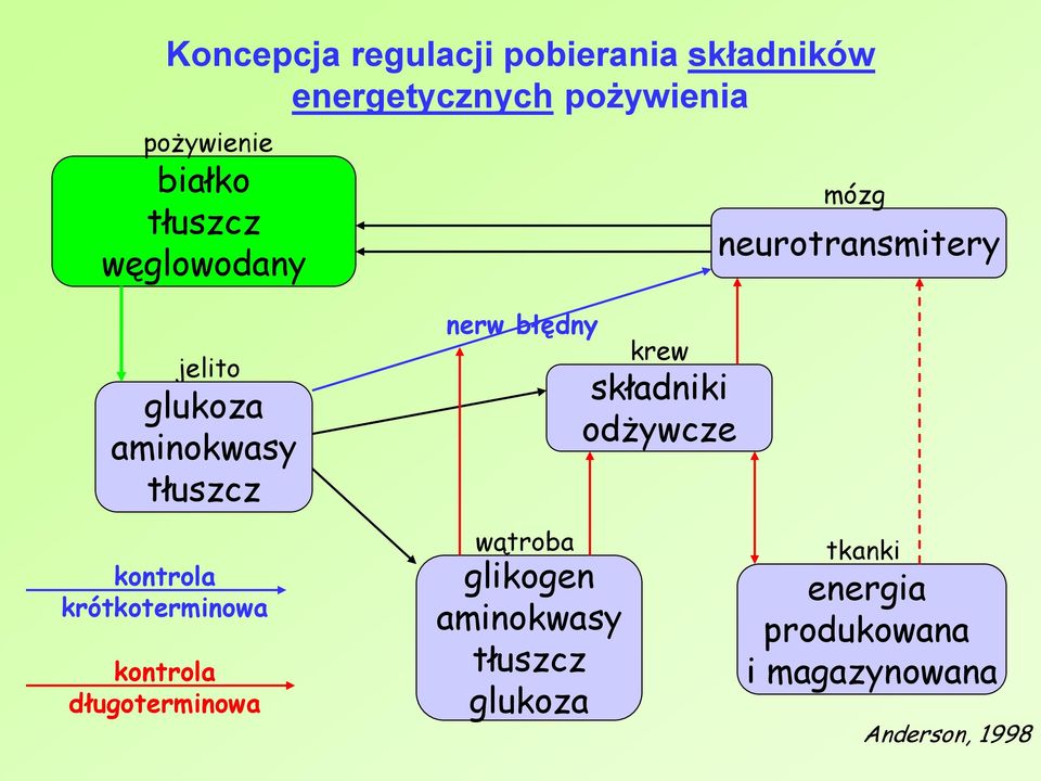 krótkoterminowa kontrola długoterminowa nerw błędny wątroba glikogen aminokwasy
