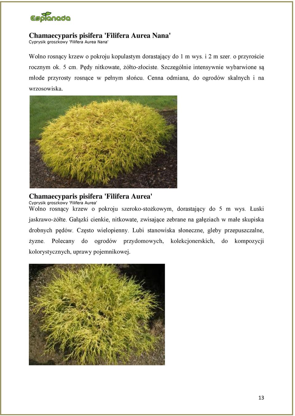 Chamaecyparis pisifera 'Filifera Aurea' Cyprysik groszkowy 'Filifera Aurea' Wolno rosnący krzew o pokroju szeroko-stożkowym, dorastający do 5 m wys. Łuski jaskrawo-żółte.