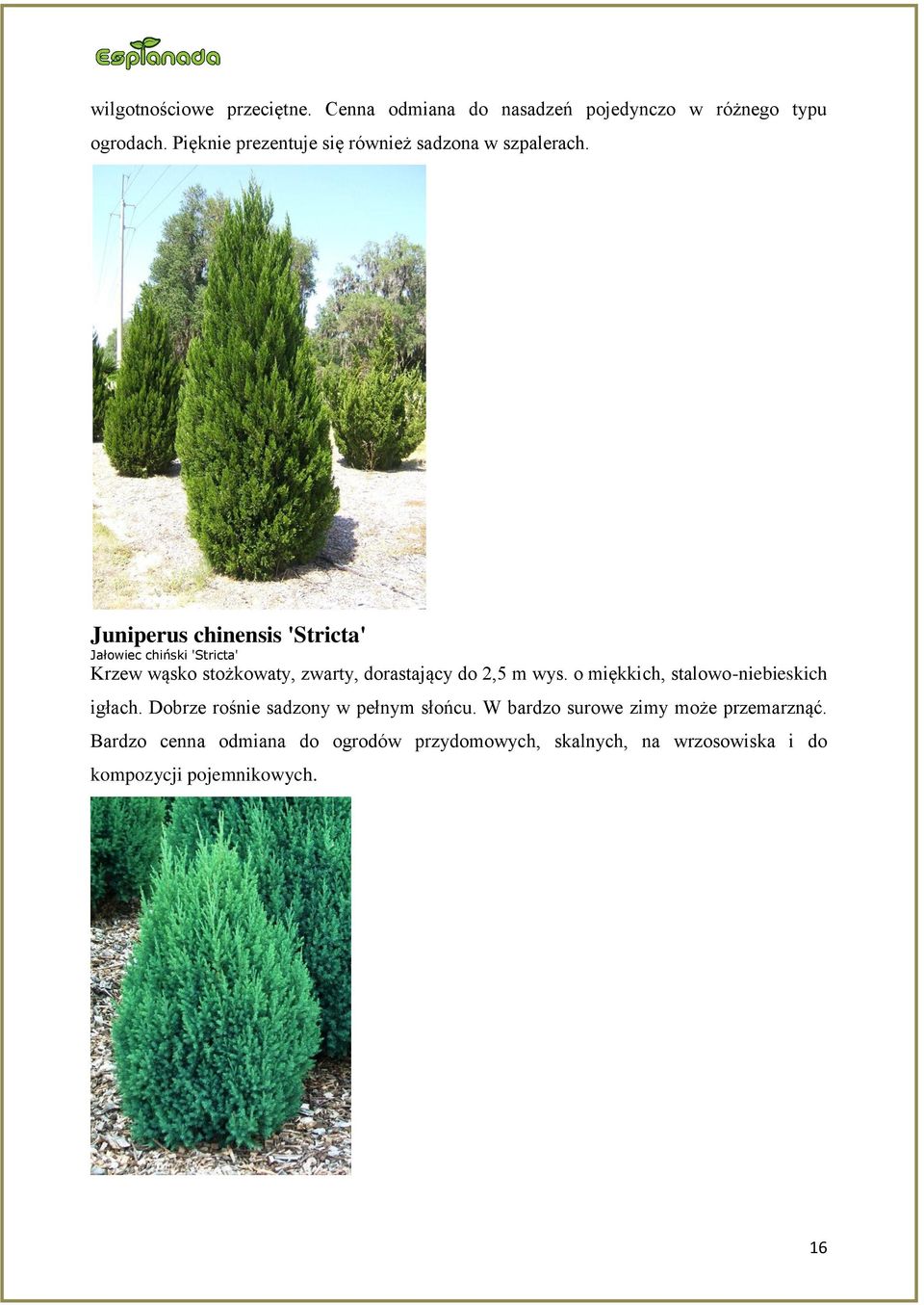 Juniperus chinensis 'Stricta' Jałowiec chiński 'Stricta' Krzew wąsko stożkowaty, zwarty, dorastający do 2,5 m wys.