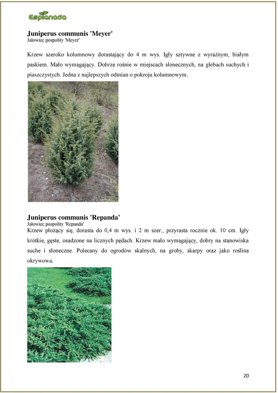 Juniperus communis 'Repanda' Jałowiec pospolity 'Repanda' Krzew płożący się, dorasta do 0,4 m wys. i 2 m szer., przyrasta rocznie ok. 10 cm.