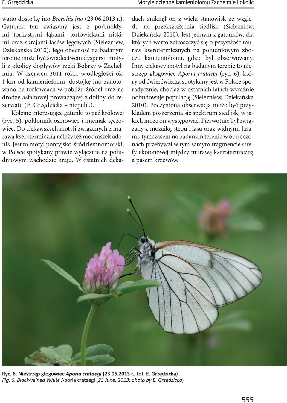 Jego obecność na badanym terenie może być świadectwem dyspersji motyli z okolicy dopływów rzeki Bobrzy w Zachełmiu. W czerwcu 2011 roku, w odległości ok.