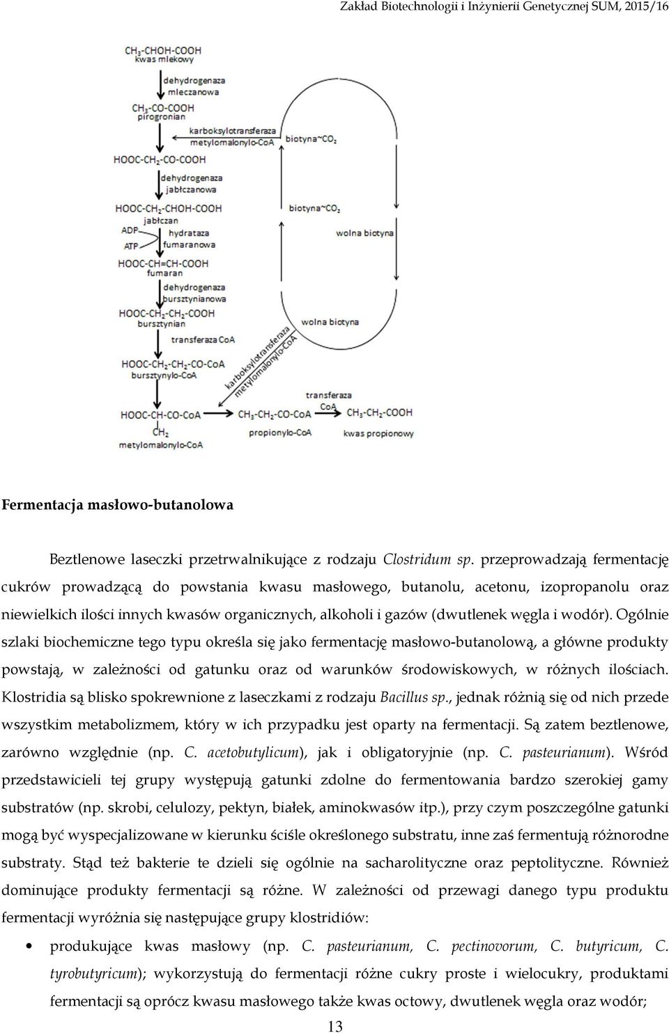 wodór). Ogólnie szlaki biochemiczne tego typu określa się jako fermentację masłowo-butanolową, a główne produkty powstają, w zależności od gatunku oraz od warunków środowiskowych, w różnych ilościach.