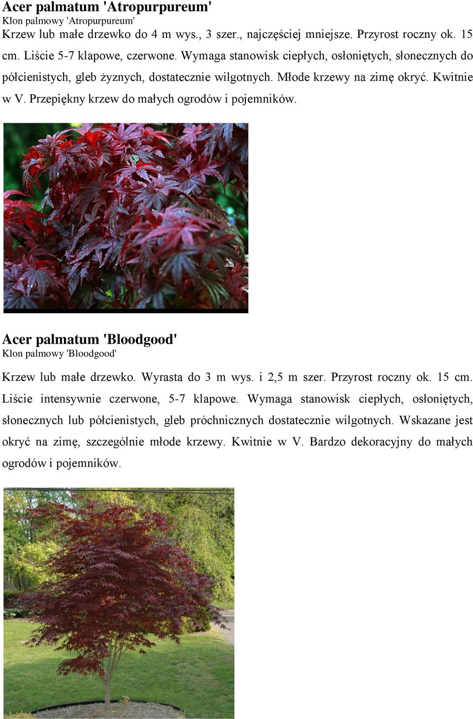 Acer palmatum 'Bloodgood' Klon palmowy 'Bloodgood' Krzew lub małe drzewko. Wyrasta do 3 m wys. i 2,5 m szer. Przyrost roczny ok. 15 cm. Liście intensywnie czerwone, 5-7 klapowe.