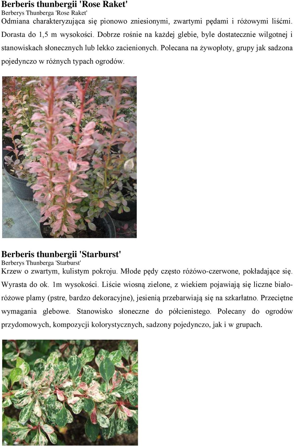 Berberis thunbergii 'Starburst' Berberys Thunberga 'Starburst' Krzew o zwartym, kulistym pokroju. Młode pędy często różówo-czerwone, pokładające się. Wyrasta do ok. 1m wysokości.