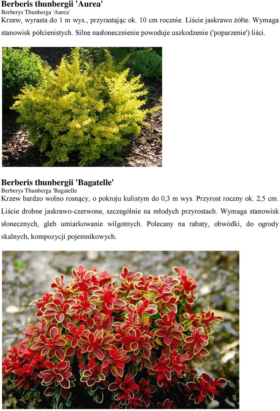 Berberis thunbergii 'Bagatelle' Berberys Thunberga 'Bagatelle Krzew bardzo wolno rosnący, o pokroju kulistym do 0,3 m wys. Przyrost roczny ok.