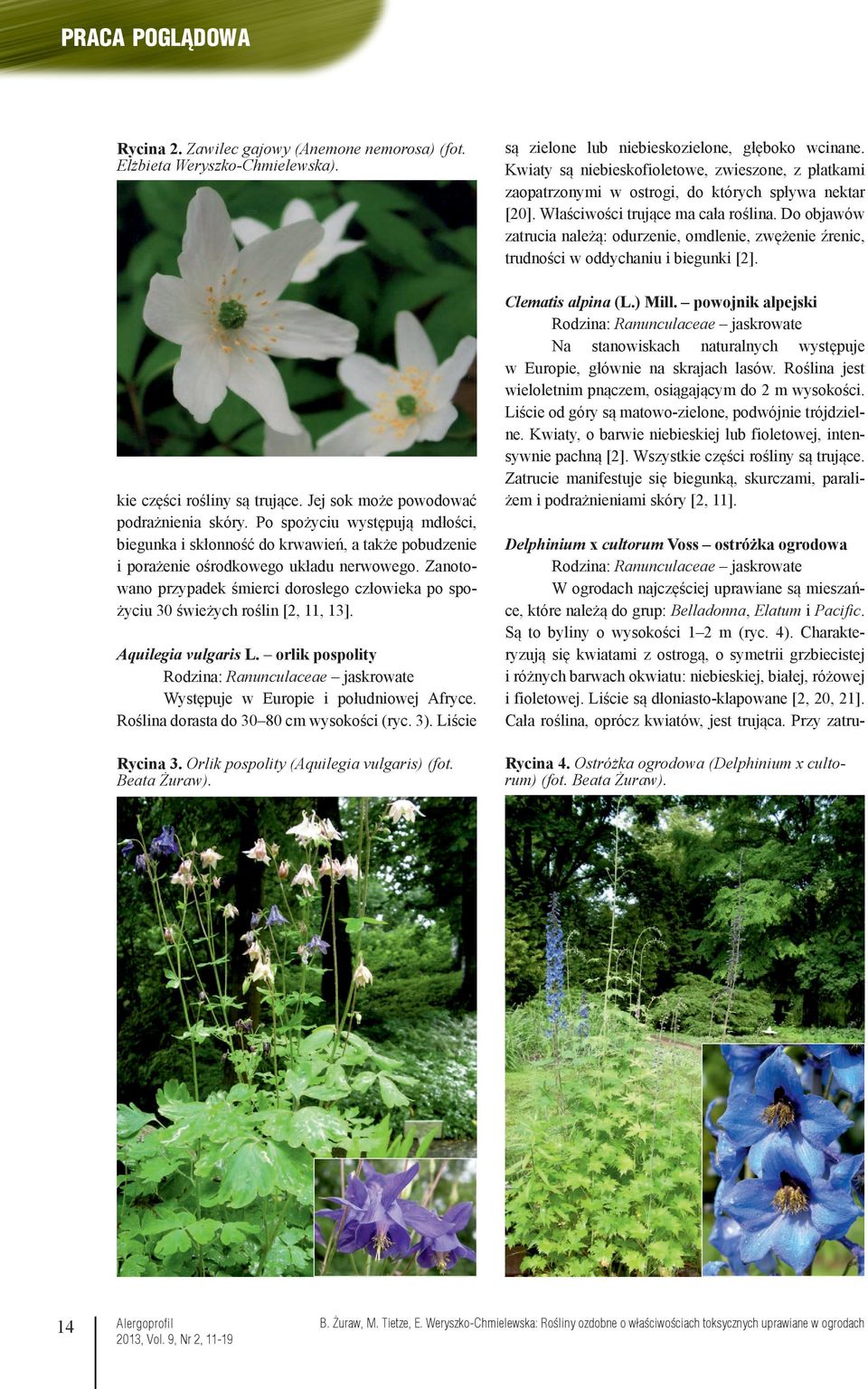 Zanotowano przypadek śmierci dorosłego człowieka po spożyciu 30 świeżych roślin [2, 11, 13]. Aquilegia vulgaris L. orlik pospolity Występuje w Europie i południowej Afryce.