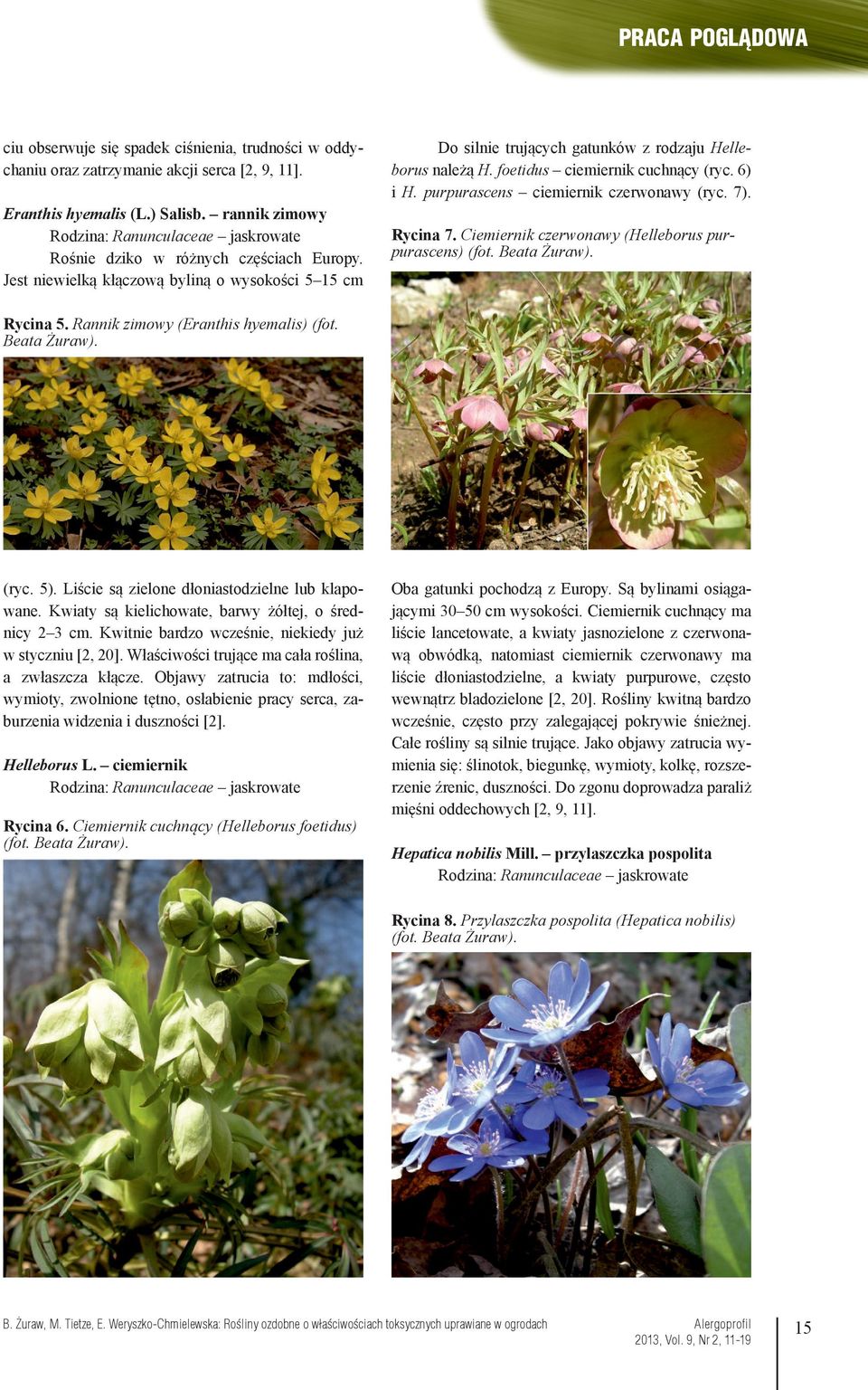 Rycina 7. Ciemiernik czerwonawy (Helleborus purpurascens) Rycina 5. Rannik zimowy (Eranthis hyemalis) (fot. Beata Żuraw). (ryc. 5). Liście są zielone dłoniastodzielne lub klapowane.