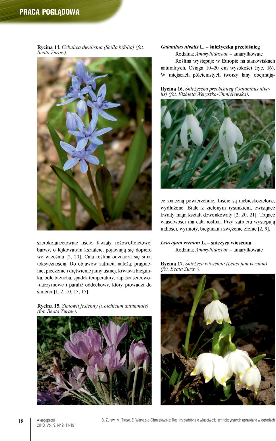W miejscach półcienistych tworzy łany obejmują- Rycina 16. Śnieżyczka przebiśnieg (Galanthus nivalis) (fot. Elżbieta Weryszko-Chmielewska). ce znaczną powierzchnię.