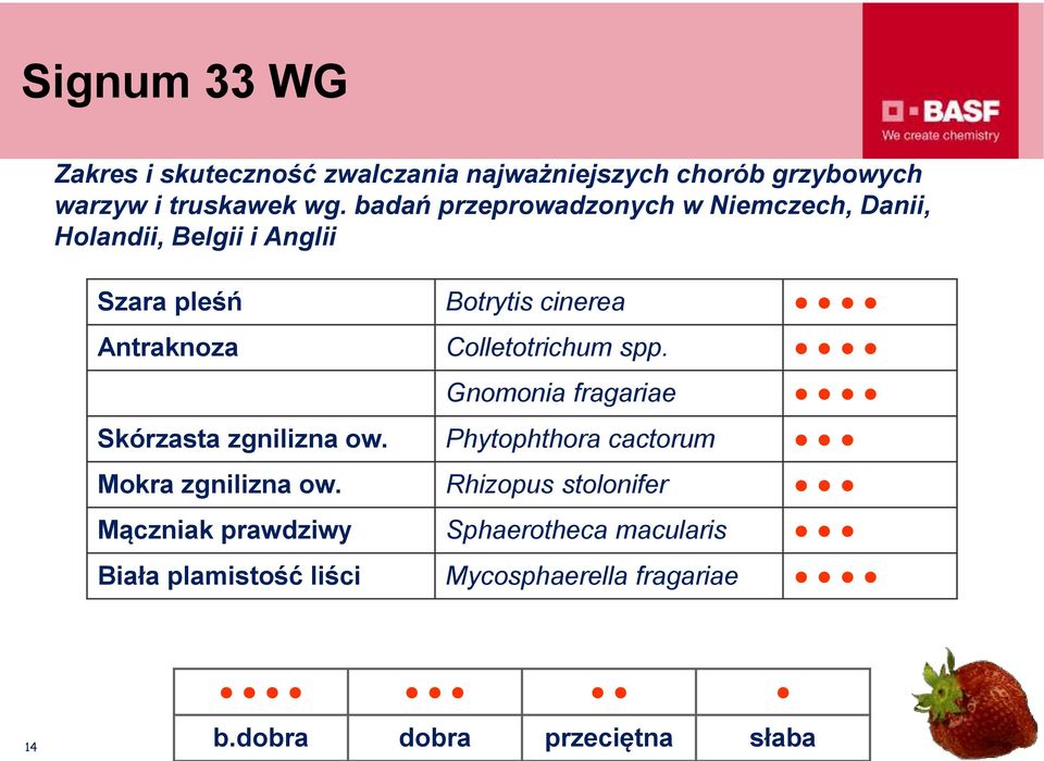 Colletotrichum spp. Gnomonia fragariae Skórzasta zgnilizna ow. Phytophthora cactorum Mokra zgnilizna ow.