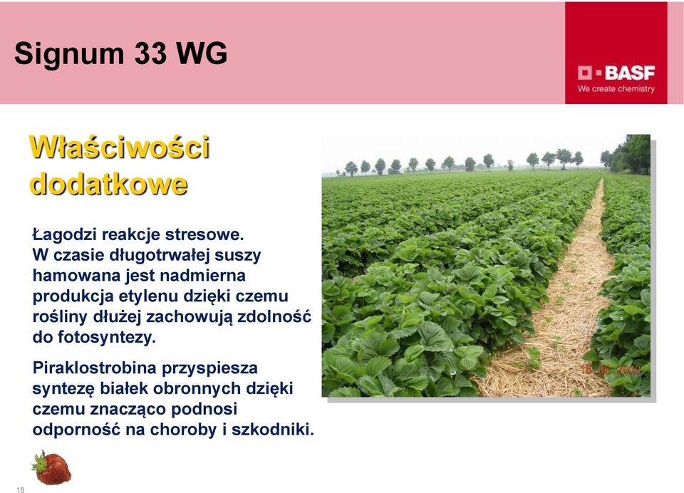 czemu rośliny dłużej zachowują zdolność do fotosyntezy.