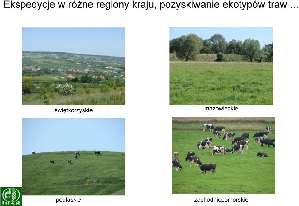 traw świętkorzyskie