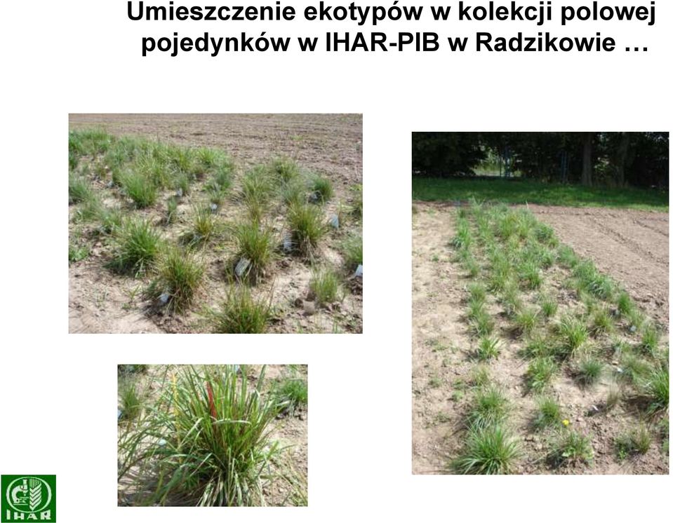 kolekcji polowej