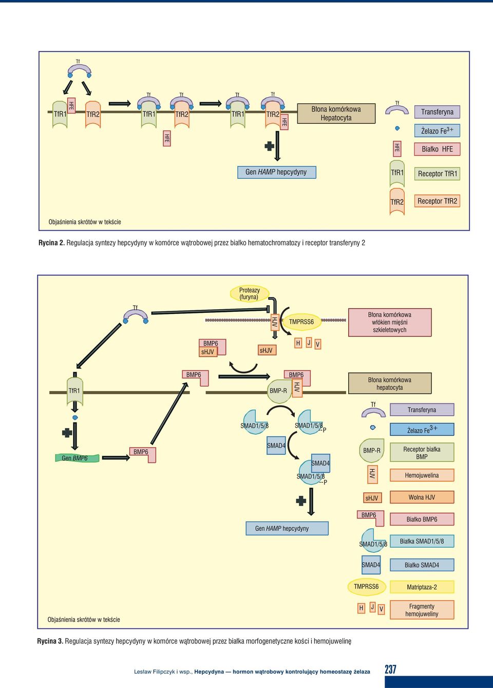 hematochromatozy i receptor transferyny 2 Rycina 3.