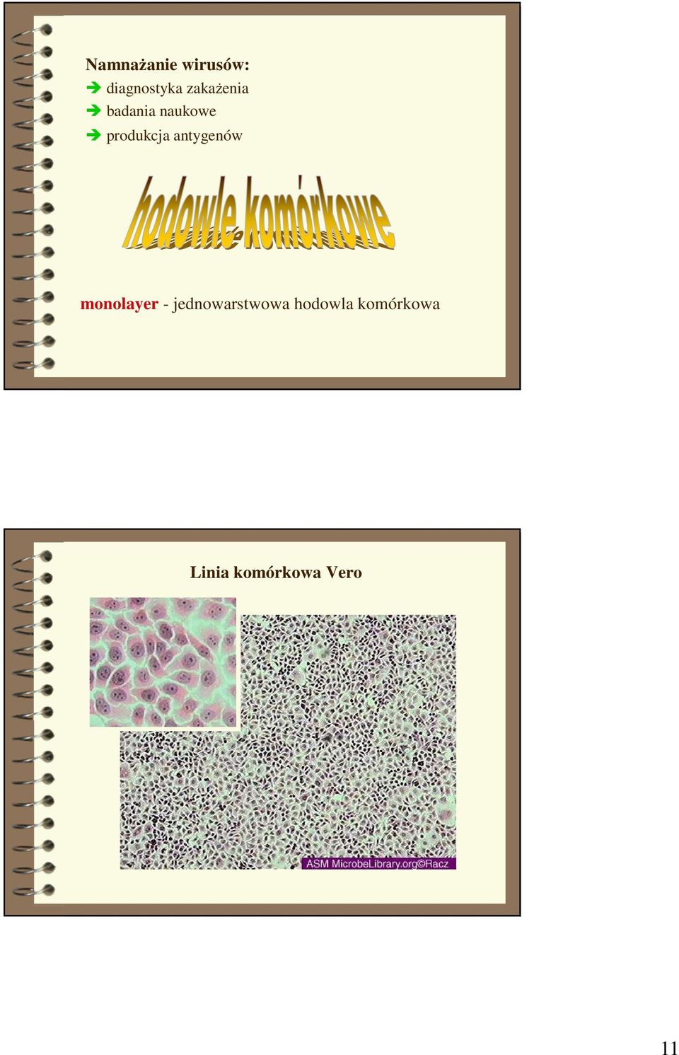 antygenów monolayer - jednowarstwowa