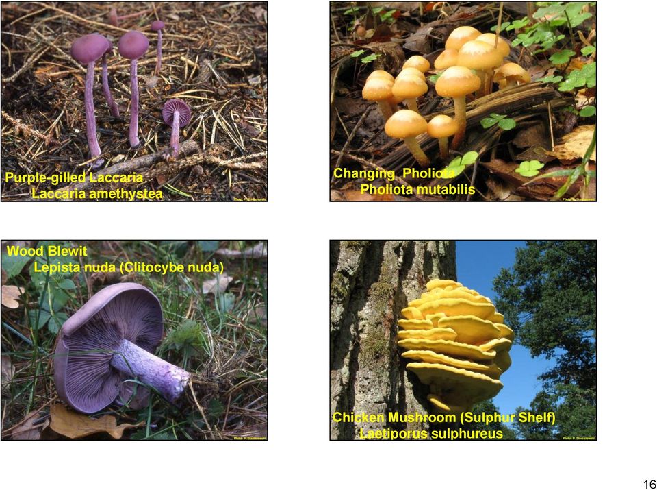 Blewit Lepista nuda (Clitocybe nuda) Chicken
