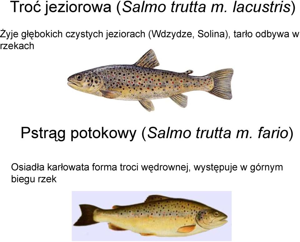 Solina), tarło odbywa w rzekach Pstrąg potokowy (Salmo