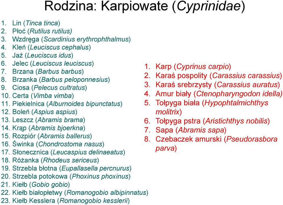 Boleń (Aspius aspius) 13. Leszcz (Abramis brama) 14. Krąp (Abramis bjoerkna) 15. Rozpiór (Abramis ballerus) 16. Świnka (Chondrostoma nasus) 17. Słonecznica (Leucaspius delinaeatus) 18.
