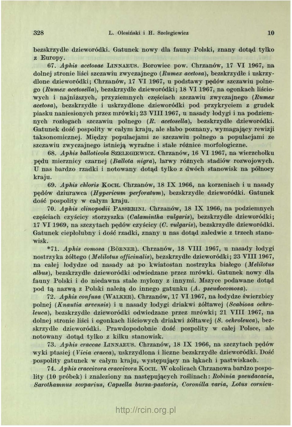 acetosella), bezskrzydłe dzieworódki; 18 V I 1967, na ogonkach liściowych i najniższych, przyziem nych częściach szczawiu zwyczajnego (Rumex acetosa), bezskrzydłe i uskrzydlone dzieworódki pod