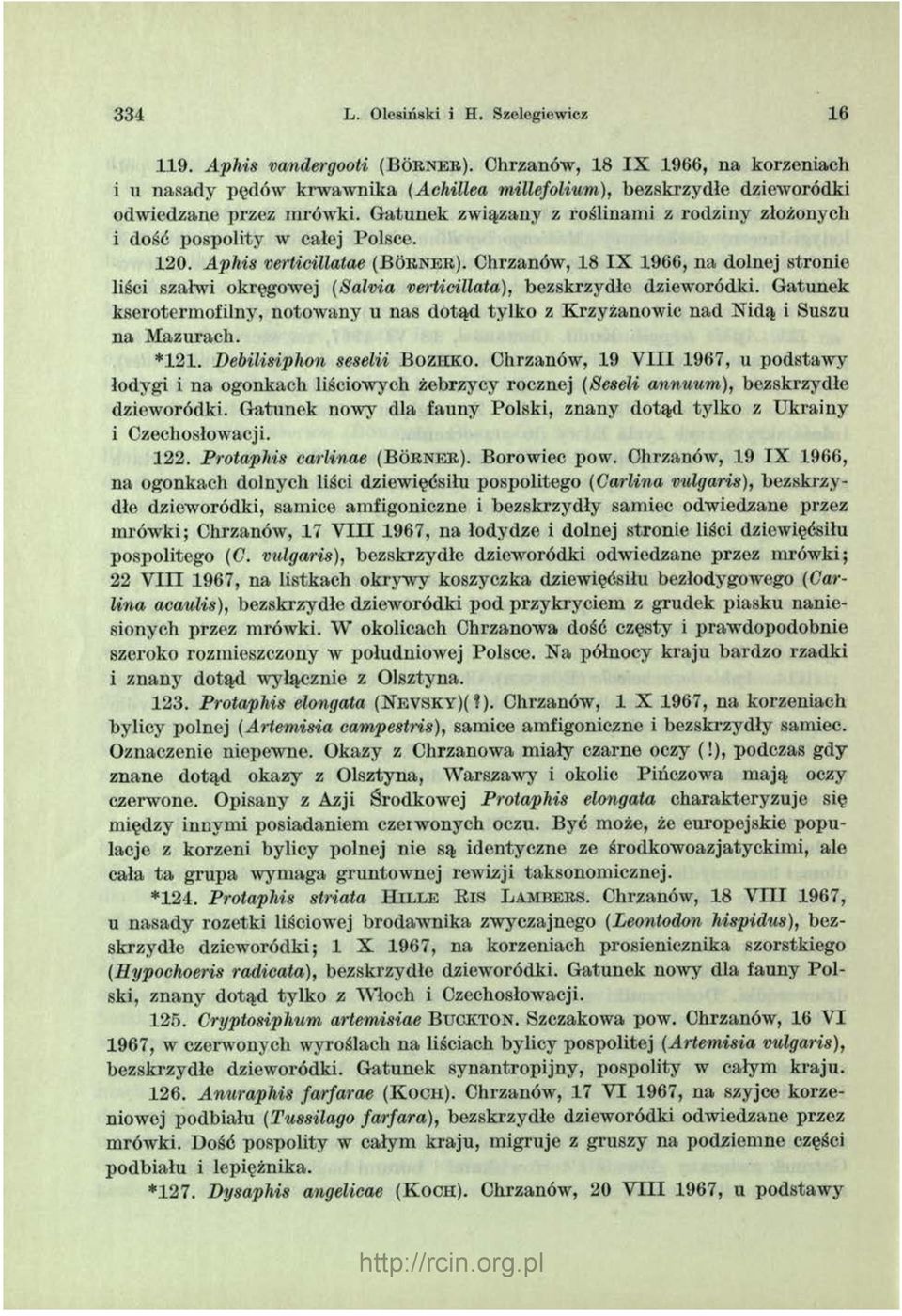 G atunek związany z roślinam i z rodziny złożonych i dość pospolity w całej Polsce. 120. Aphis verticillatae ( B o r n e r ).