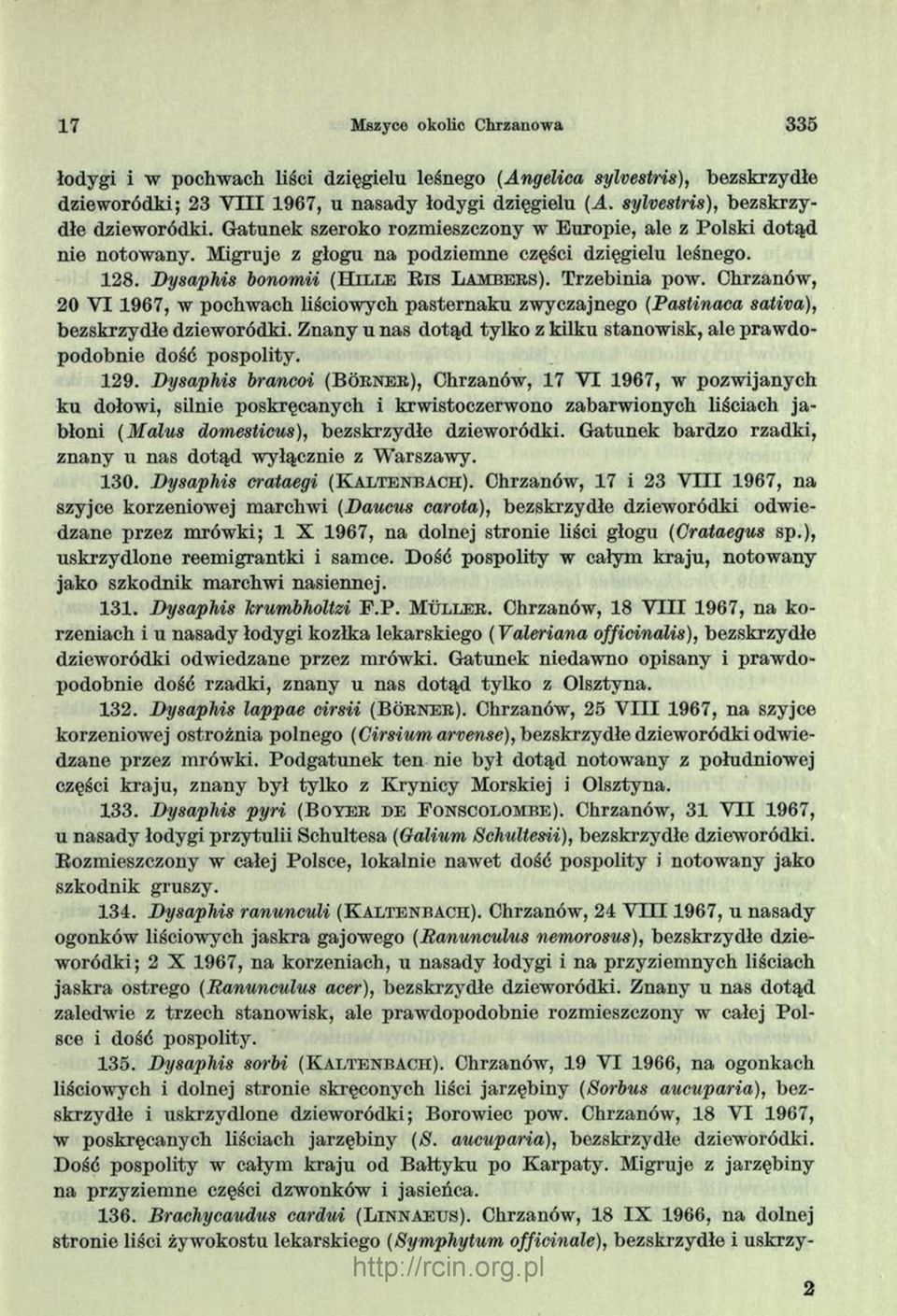 Dysaphis bonomii (H il l e R is L a m b e r s). Trzebinia pow. Chrzanów, 20 V I 1967, w pochwach liściowych pasternaku zwyczajnego (Pastinaca sativa), bezskrzydłe dzieworódki.