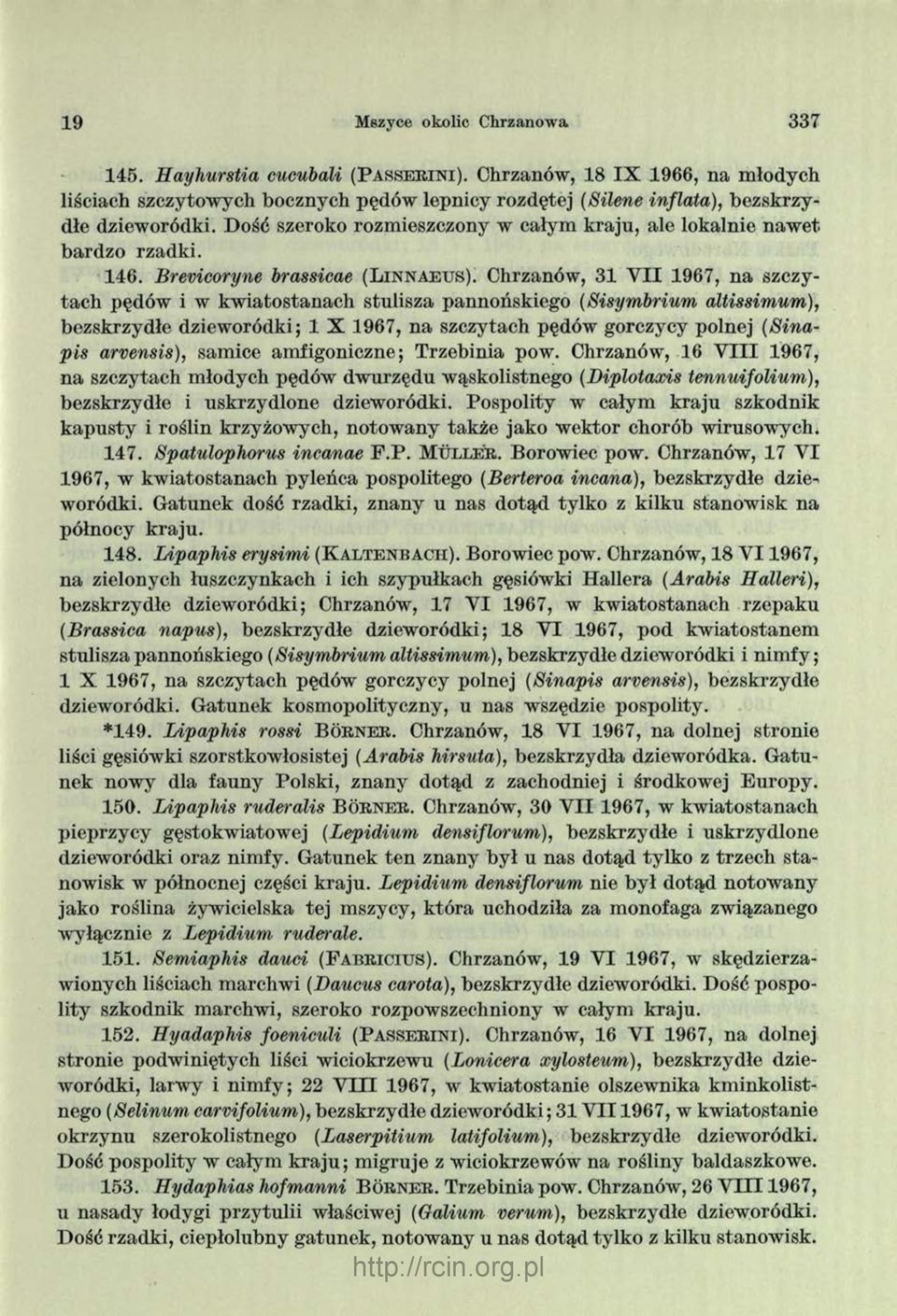 Dość szeroko rozmieszczony w całym kraju, ale lokalnie naw et bardzo rzadki. 146. Brevicoryne brassicae (L i n n a e u s ).