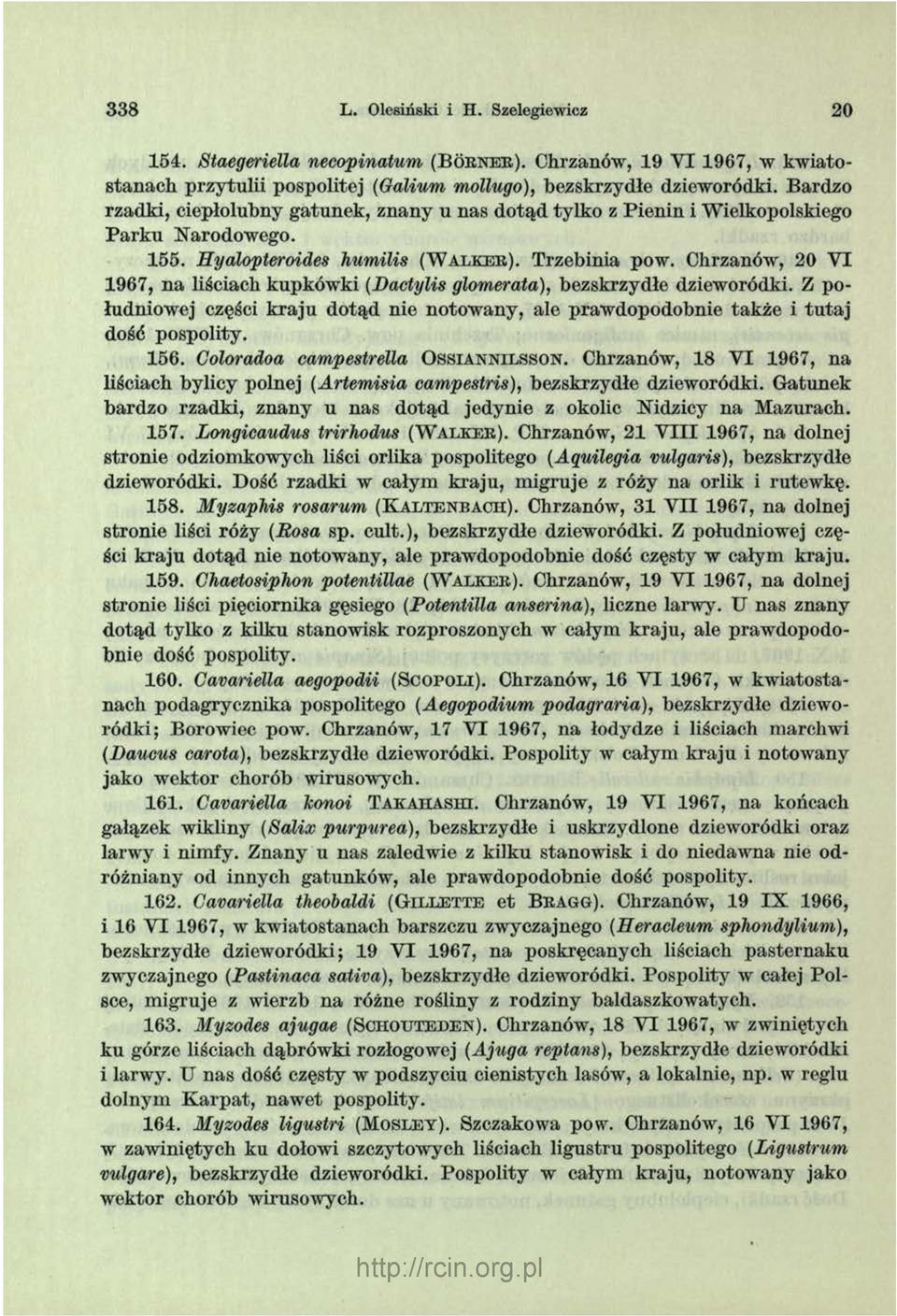 Chrzanów, 20 V I 1967, n a liściach kupków ki (Dactylis glomerata), bezskrzydłe dziew oródki. Z południowej części k raju dotąd nie notow any, ale praw dopodobnie także i tu ta j dość pospolity. 156.