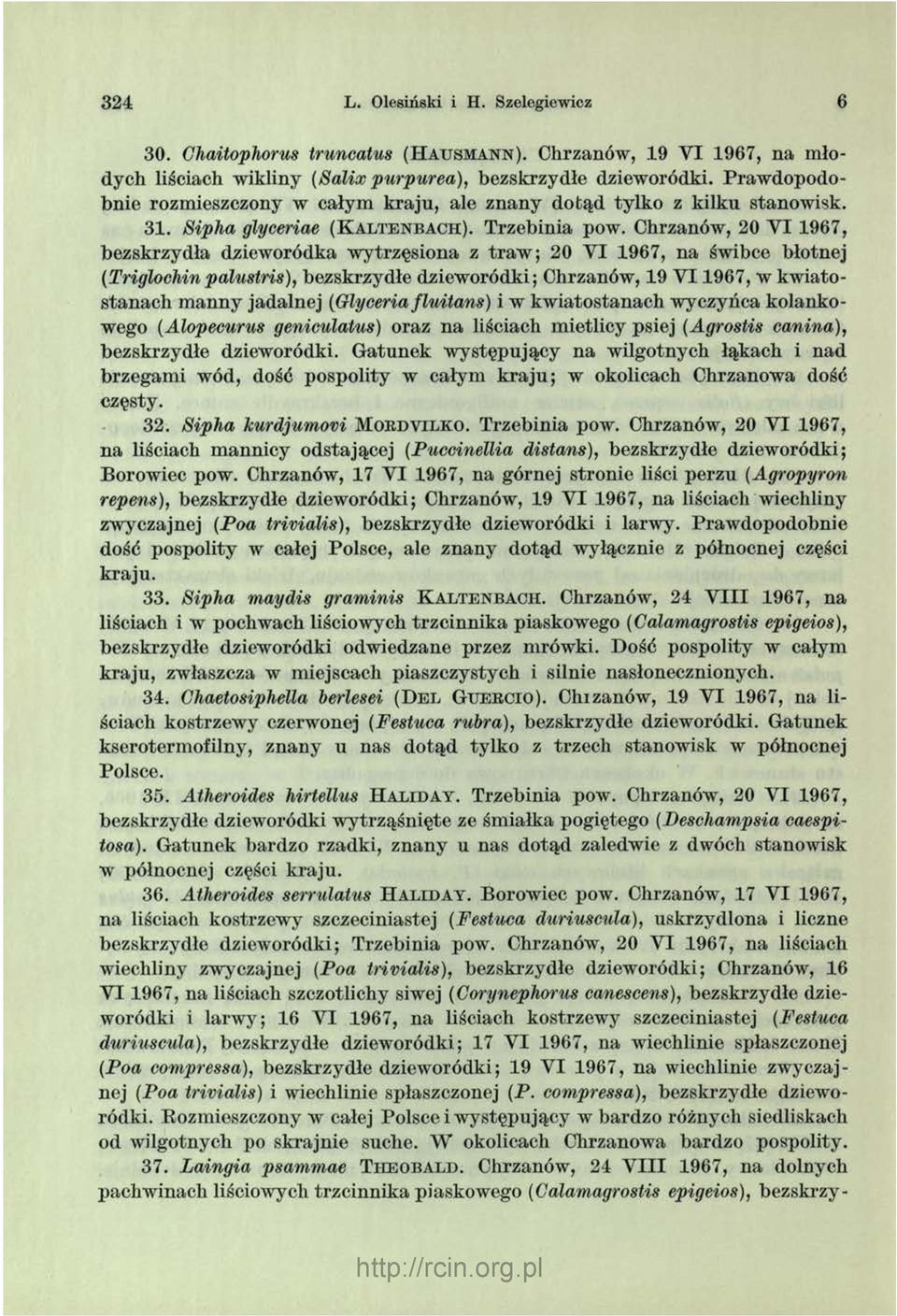 Chrzanów, 20 Y I 1967, bezskrzydła dzieworódka w ytrzęsiona z tra w ; 20 Y I 1967, na świbce błotnej (Triglocłiin palustris), bezskrzydłe dziew oródki; Chrzanów, 19 V I 1967, w kw iatostanach m anny