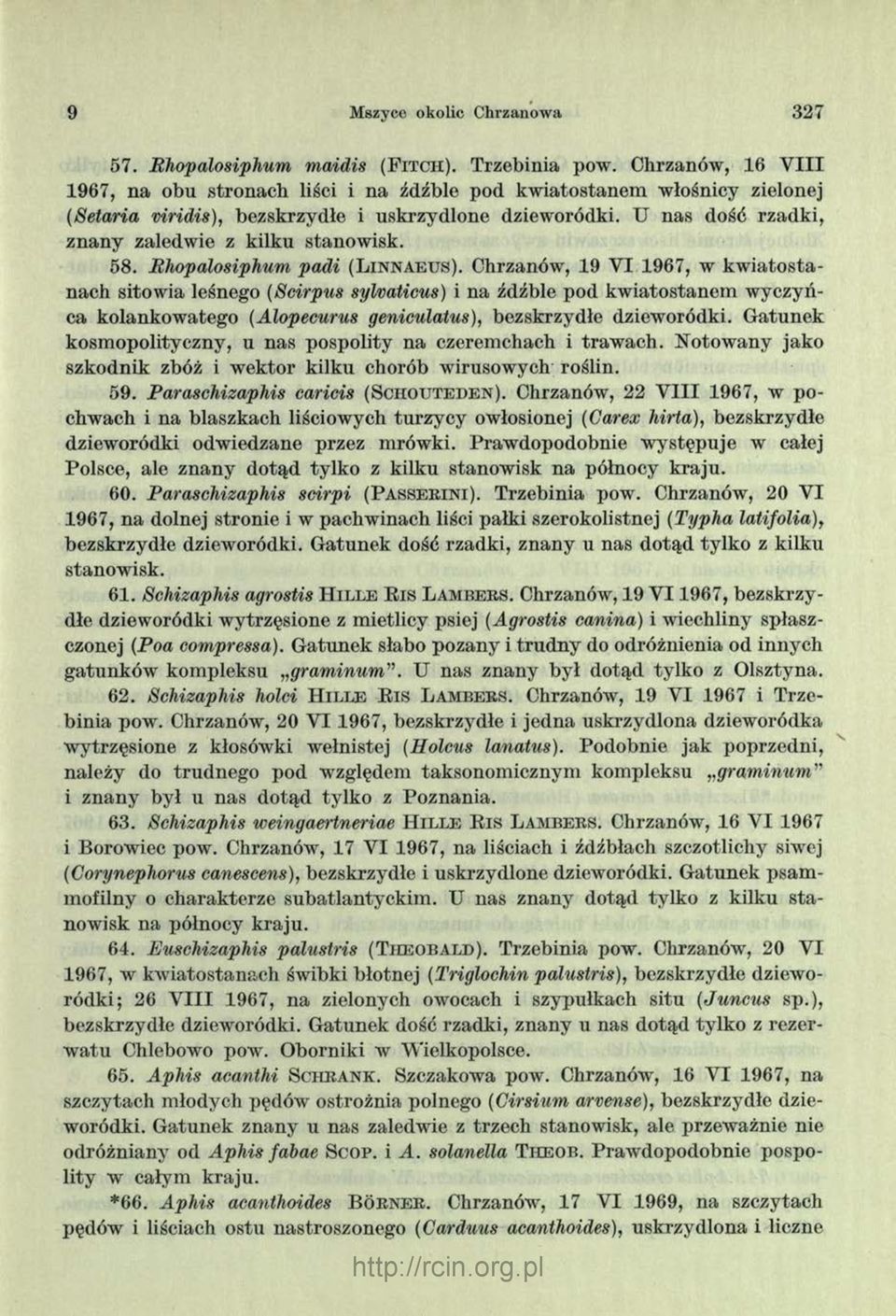 U nas dość rzadki, zn an y zaledwie z kilku stanow isk. 58. Rhopalosiphum padi (L i n n a e u s ).