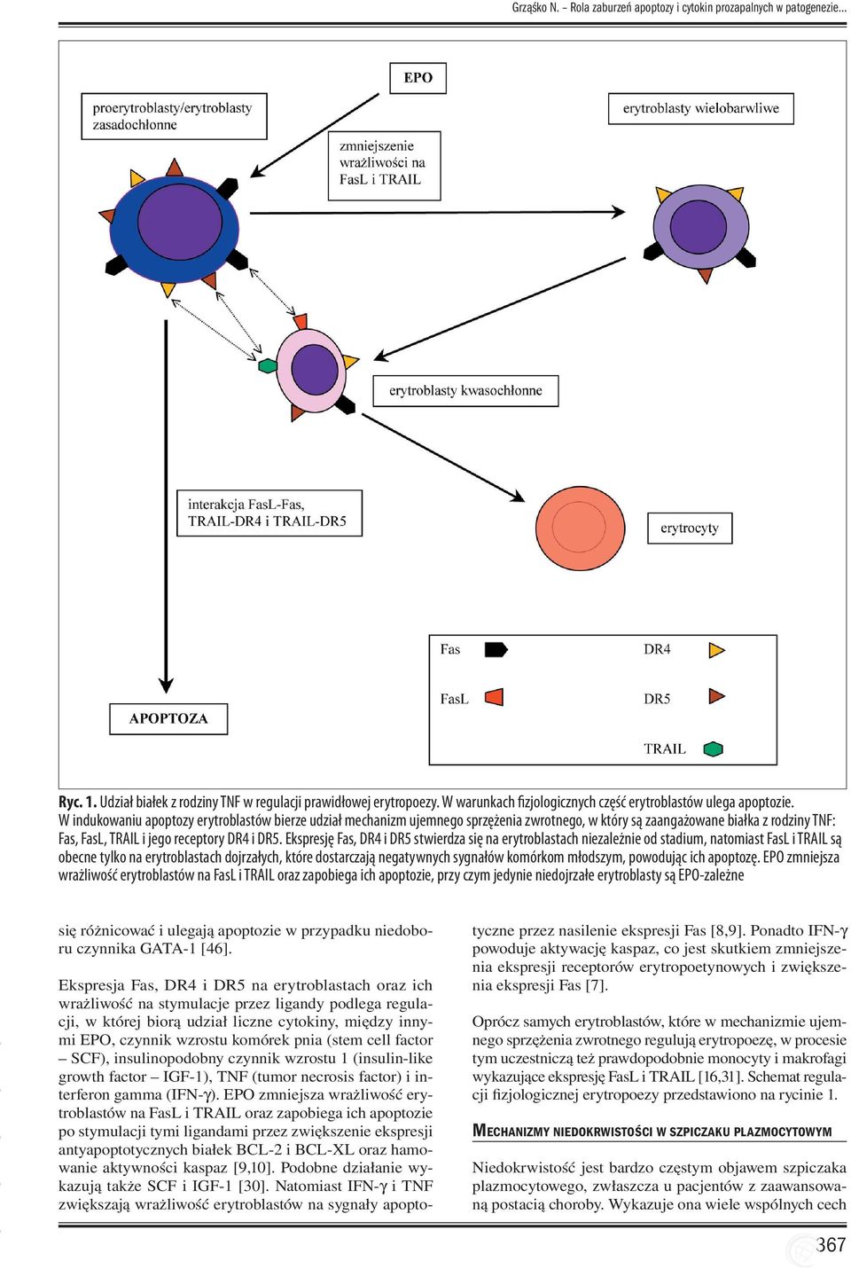 W indukowaniu apoptozy erytroblastów bierze udział mechanizm ujemnego sprzężenia zwrotnego, w który są zaangażowane białka z rodziny TNF: Fas, FasL, TRAIL i jego receptory DR4 i DR5.