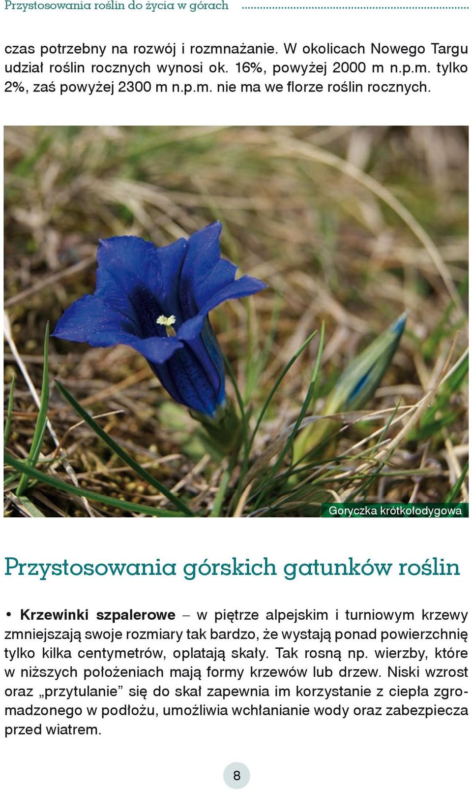 wystają ponad powierzchnię tylko kilka centymetrów, oplatają skały. Tak rosną np. wierzby, które w niższych położeniach mają formy krzewów lub drzew.