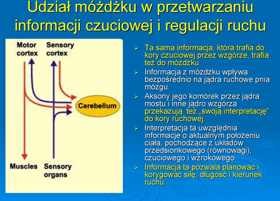 Aksony jego komórek przez jądra mostu i inne jądro wzgórza przekazują też swoją interpretację do kory ruchowej.