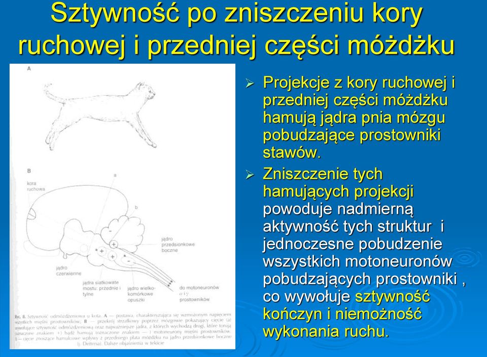 Zniszczenie tych hamujących projekcji powoduje nadmierną aktywność tych struktur i jednoczesne