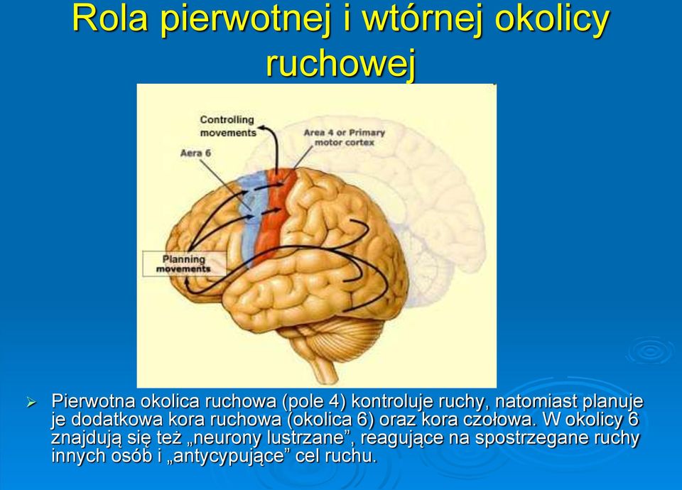 (okolica 6) oraz kora czołowa.