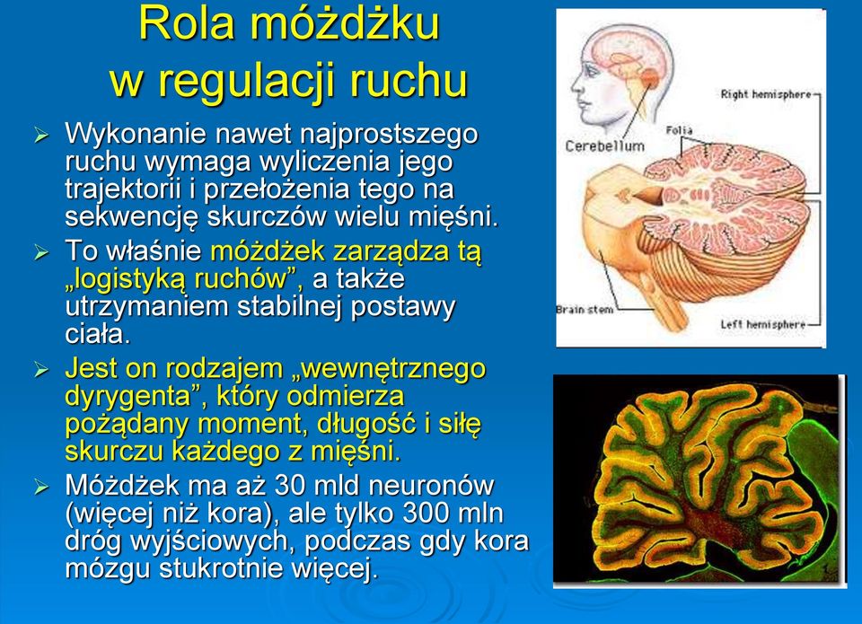 To właśnie móżdżek zarządza tą logistyką ruchów, a także utrzymaniem stabilnej postawy ciała.